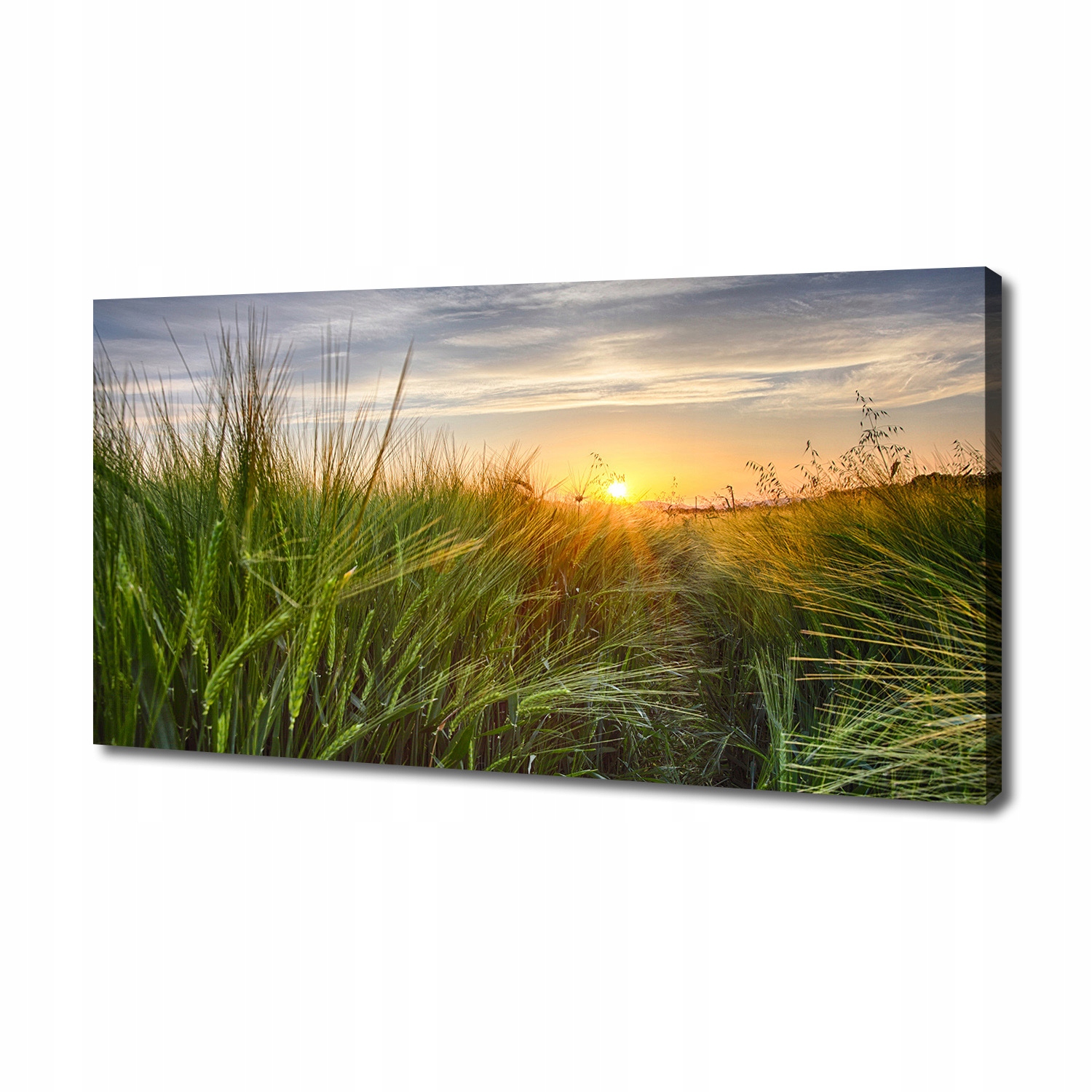 

Foto obraz na płótnie Pole pszenicy 140x70 cm