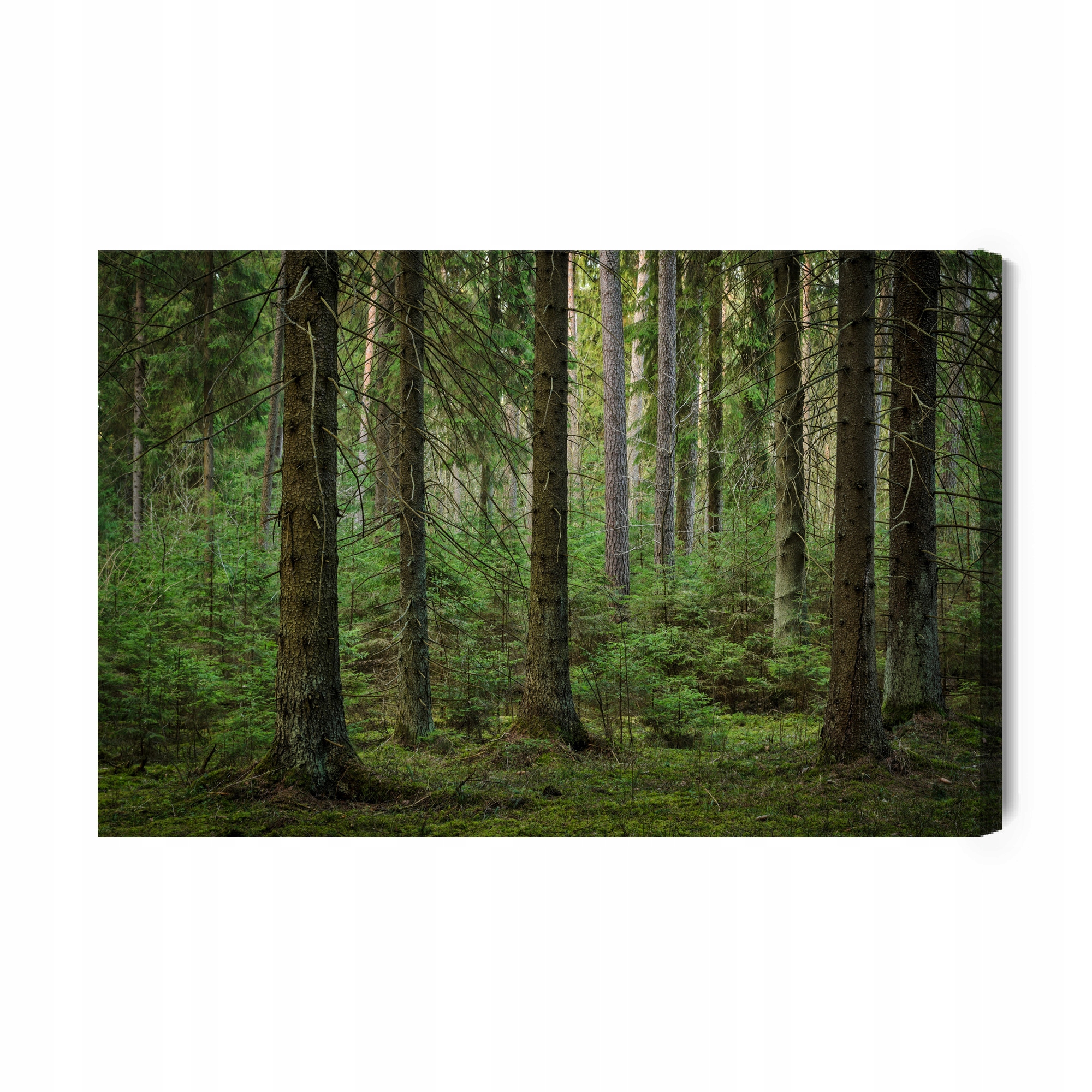 Obraz Na Plátně Lesní pohled na 3D plátno 120x80