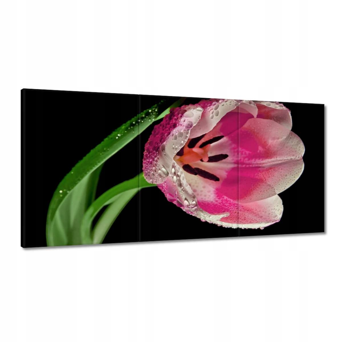 Obrazy 180x90 Ružový tulipán