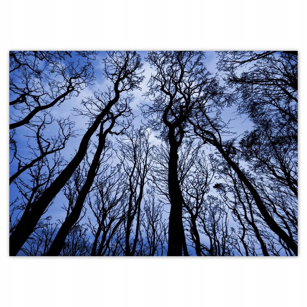 

Naklejki 70x50 Las Drzewa Widok z dołu