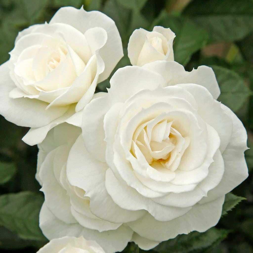 RÓŻA PARKOWA BIAŁA ICEBERG