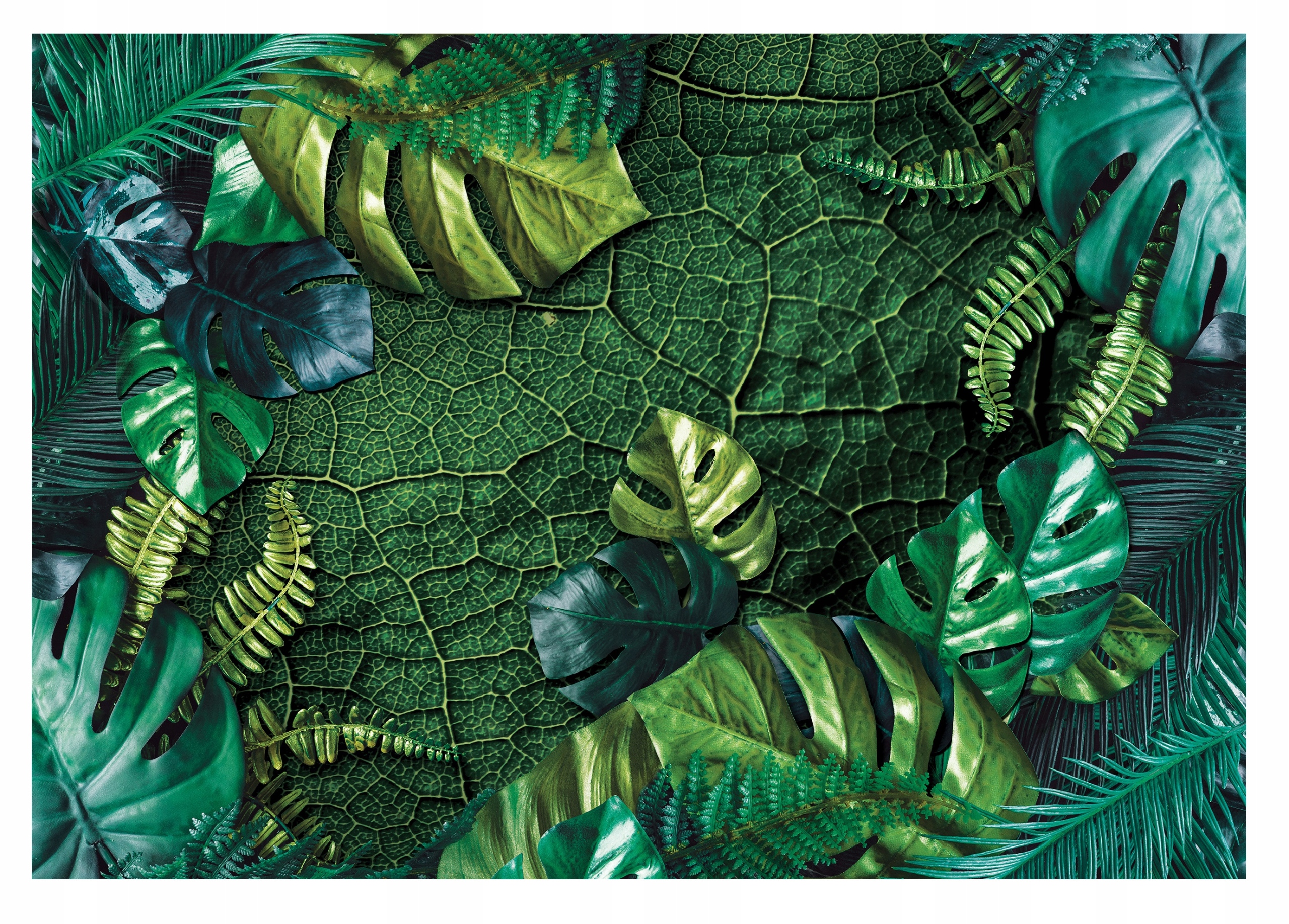 Fototapeta Džungle Listy Monstera Rostliny 254x184