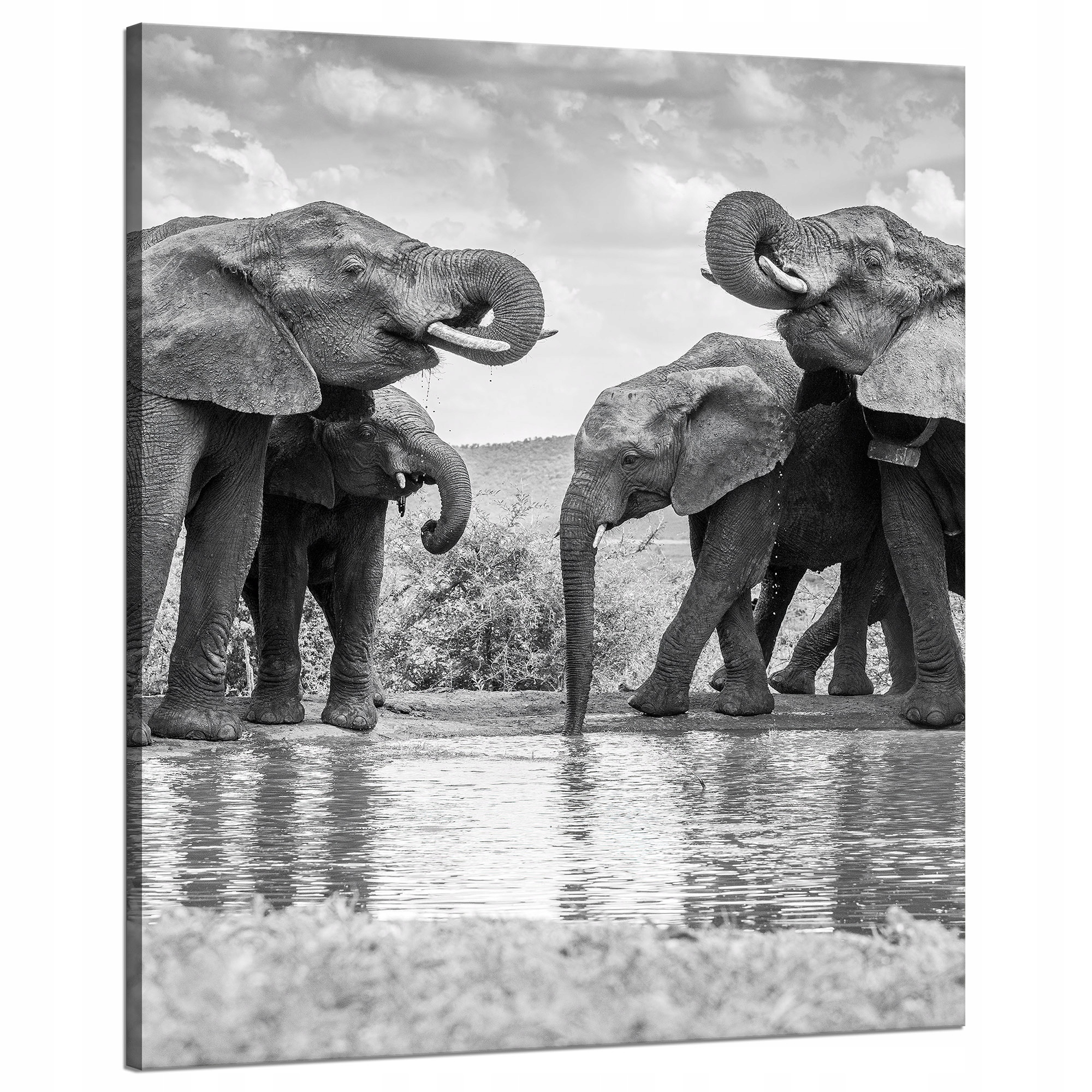 Obraz na plátně Sloni u vody Šedá příroda 80x100 cm