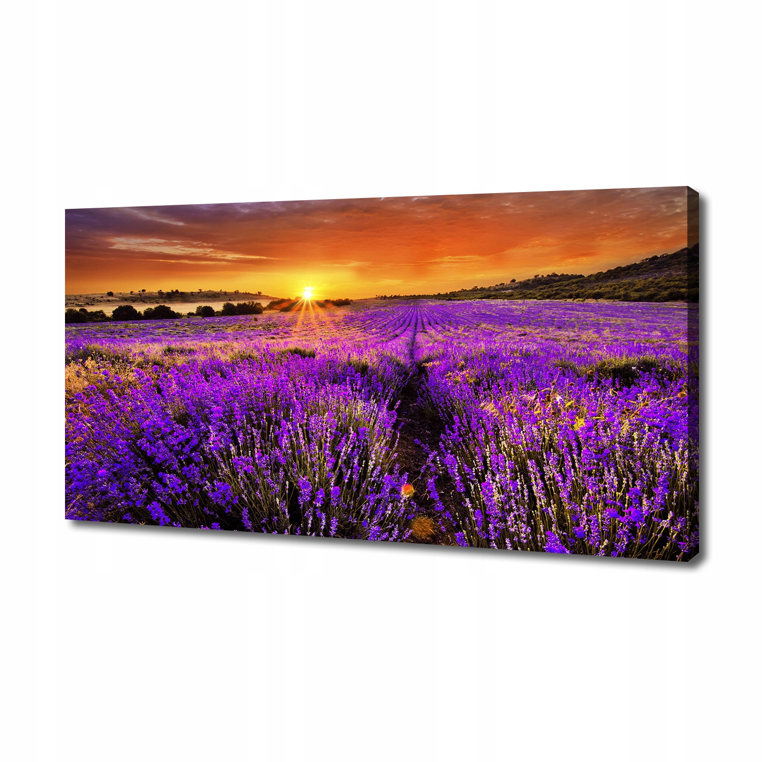 

Foto obraz duży na płótnie Pole lawendy 140x70 cm