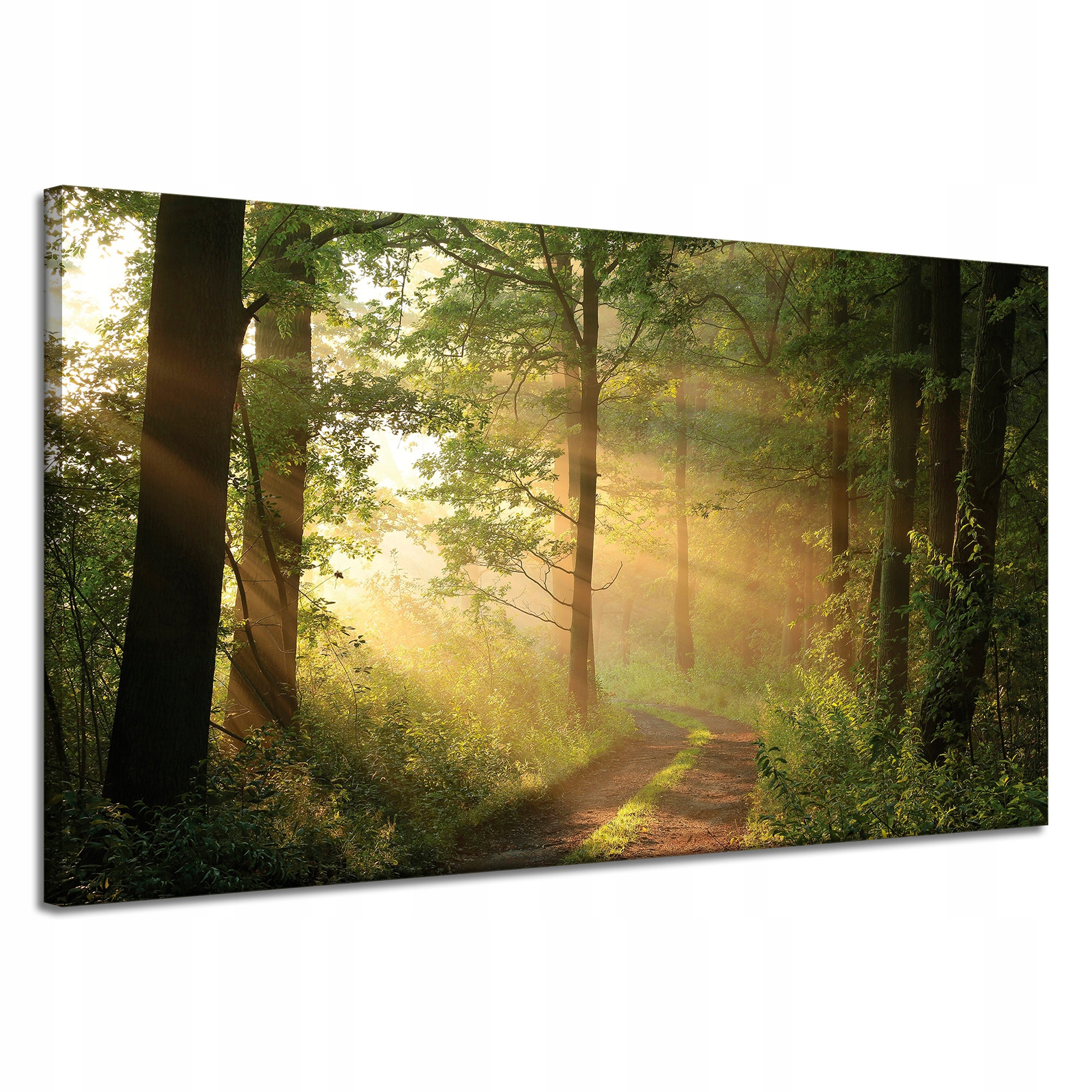 Obraz na plátně Světlo Slunce Les Stezka Příroda 120x70 cm