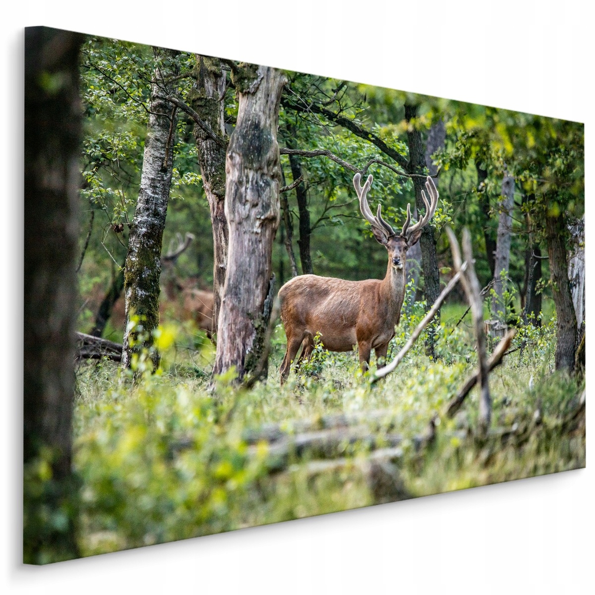 

Obraz do Jadalni Jeleń Las Drzewa Natura 120x80
