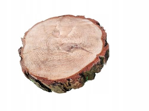 Plastry plaster drewna krążek sosna 17-20