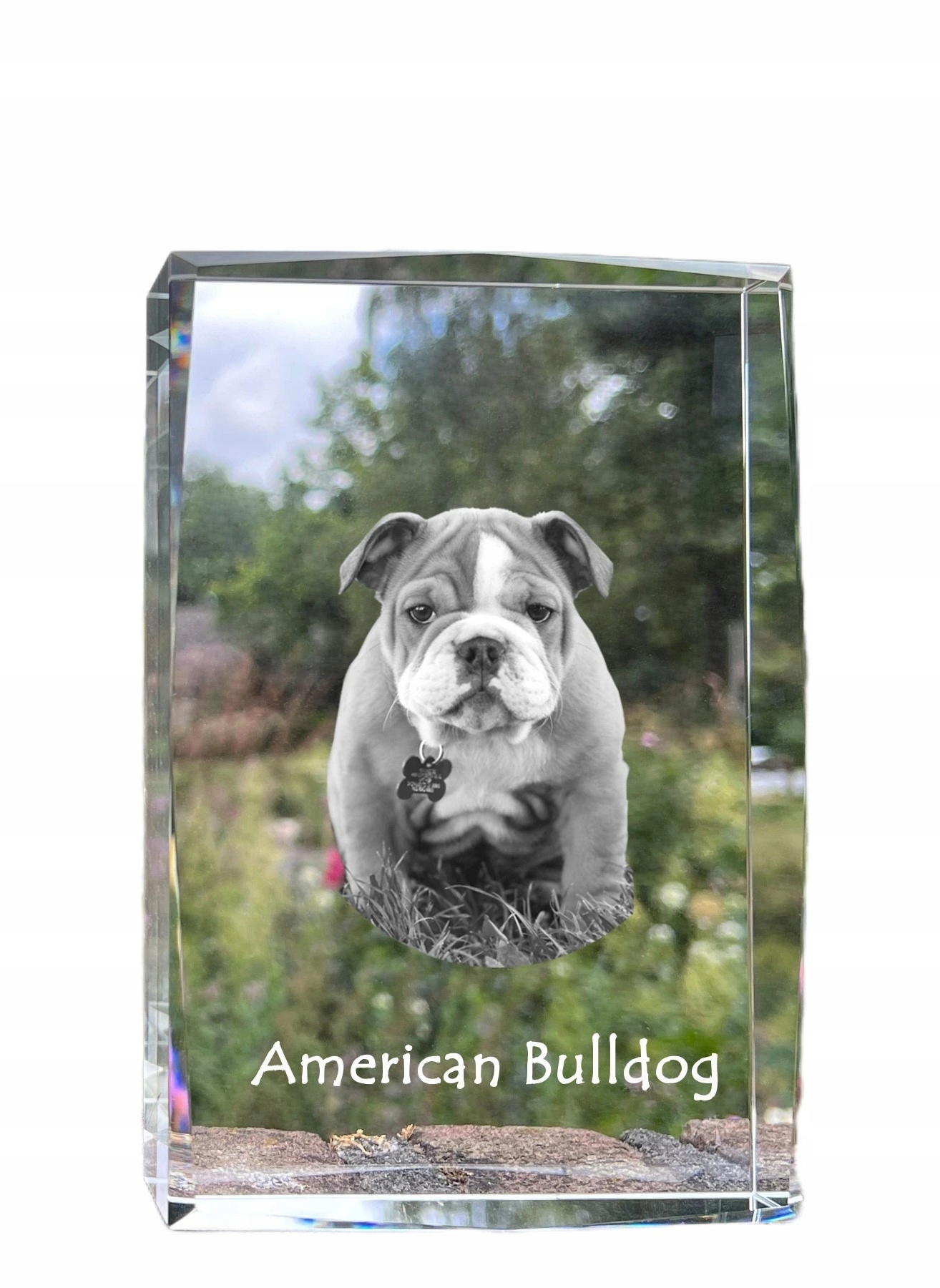Americký buldog, fotografia psa v kryštáli, suvenír, trofej, poďakovanie