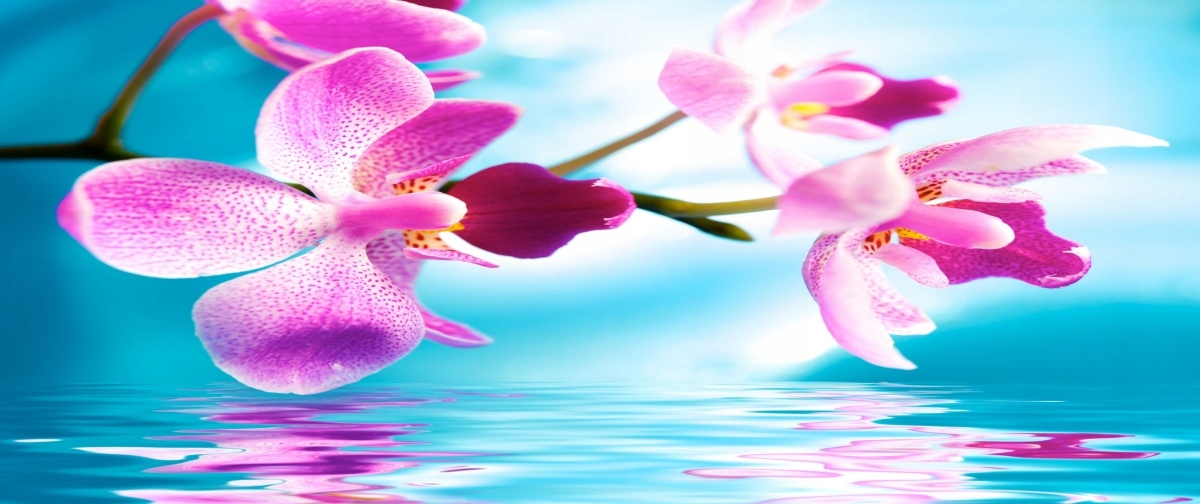 

Fototapeta Flizelinowa Orchidea Woda 250x104