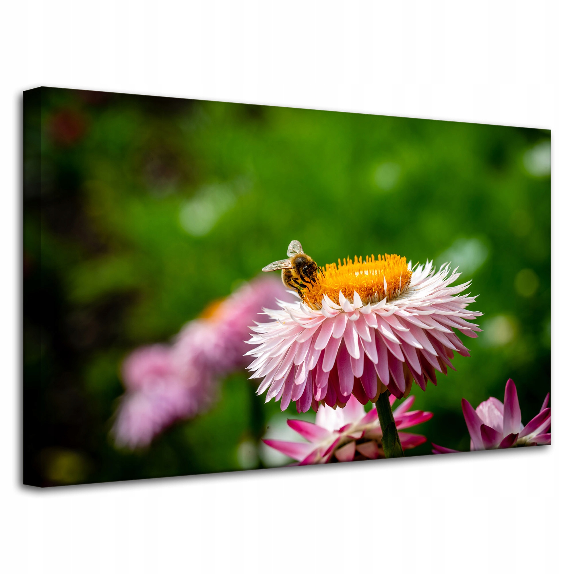 Obraz Canvas Botanika Stokrotka s včelou 80x50