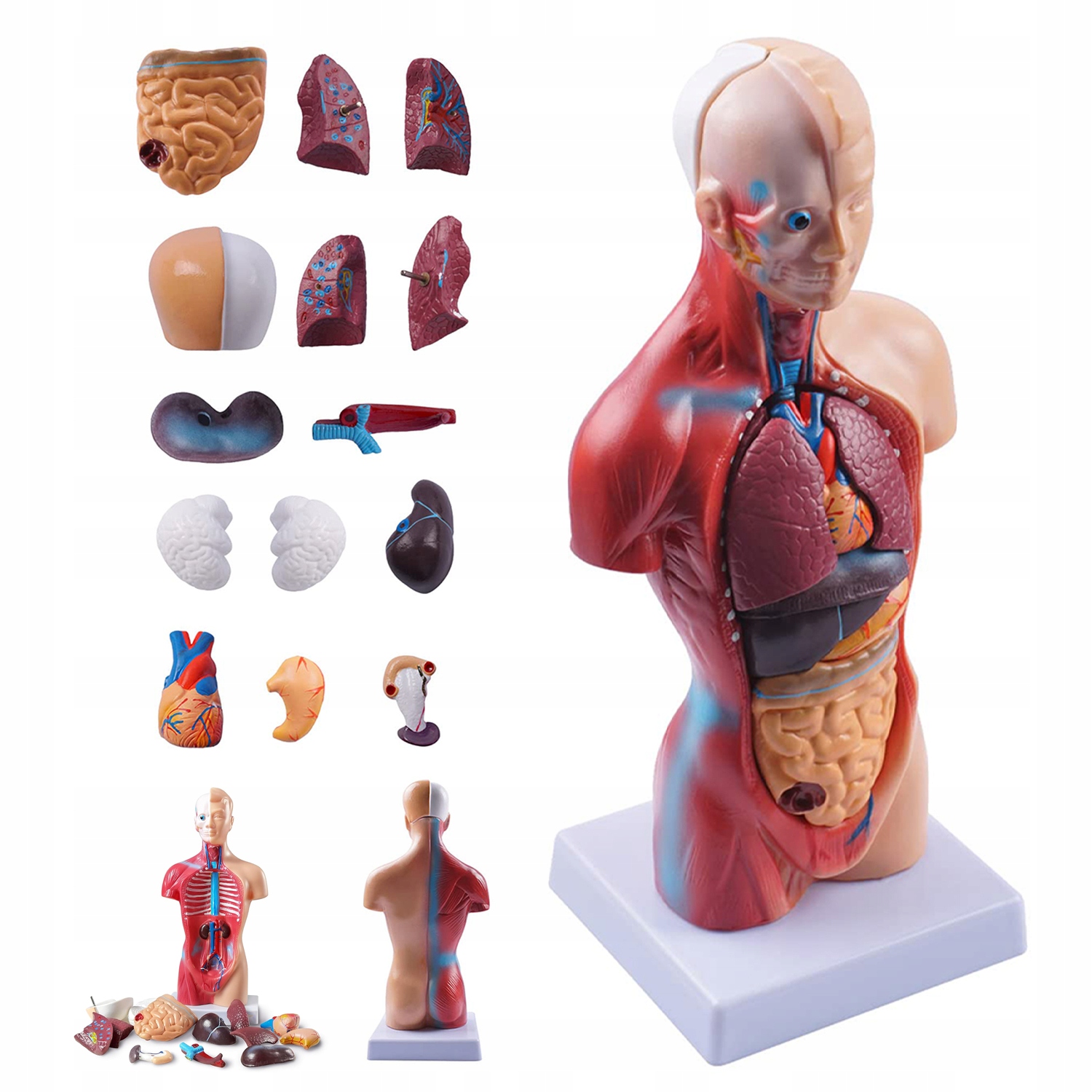 Anatomiczny Model CIAŁO CZŁOWIEKA 15 Części REALISTYCZNY MONTAŻU MODELU