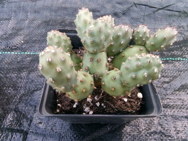 Mrozoodporna opuncja FREIBURG