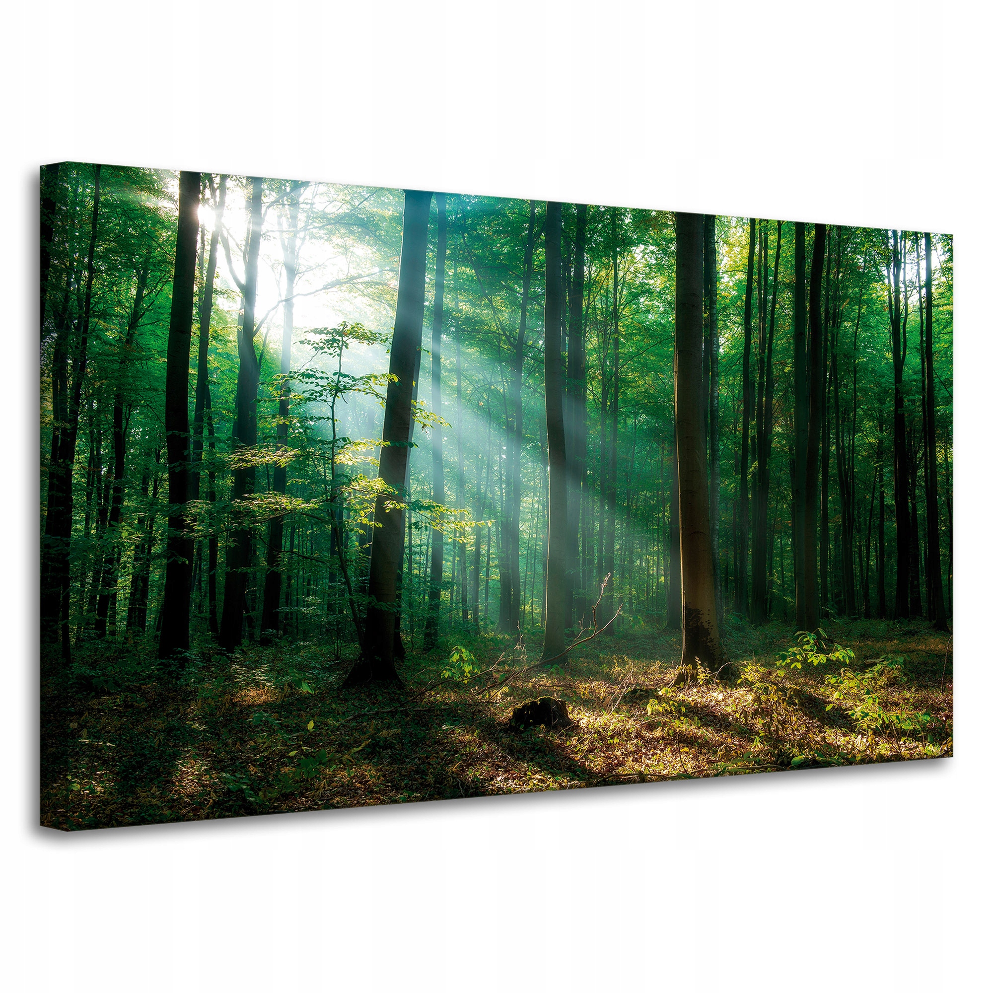 Obraz na plátně Les Stromy Sluneční paprsky 100x60 cm Ideální jako dárek