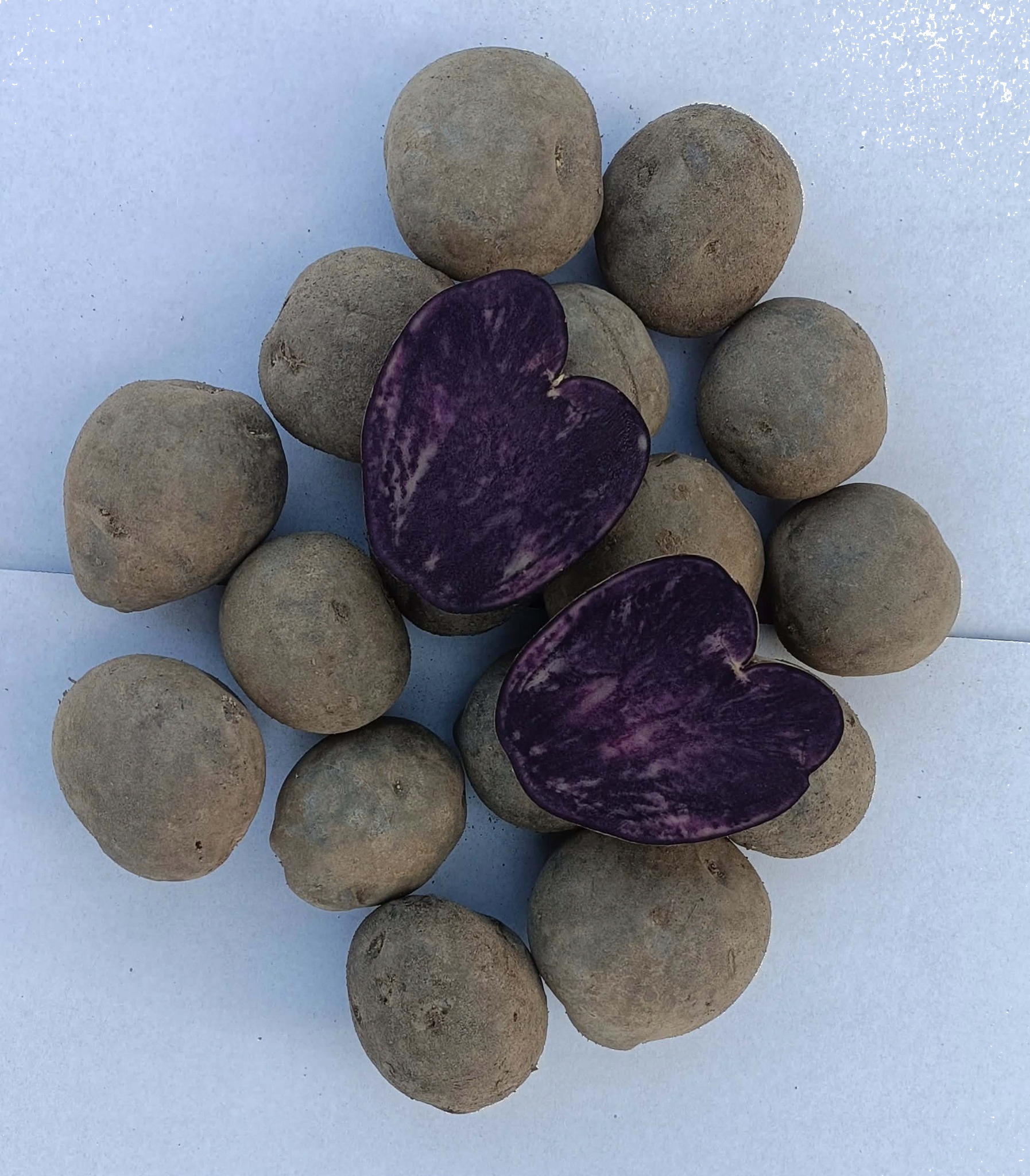 Levně Fialové, lanýžové brambory Provita 15 kg 1 kg růžová dužina