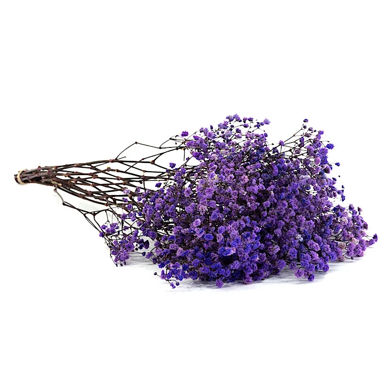 Gipsówka fioletowa ROŚLINY STABILIZOWANE