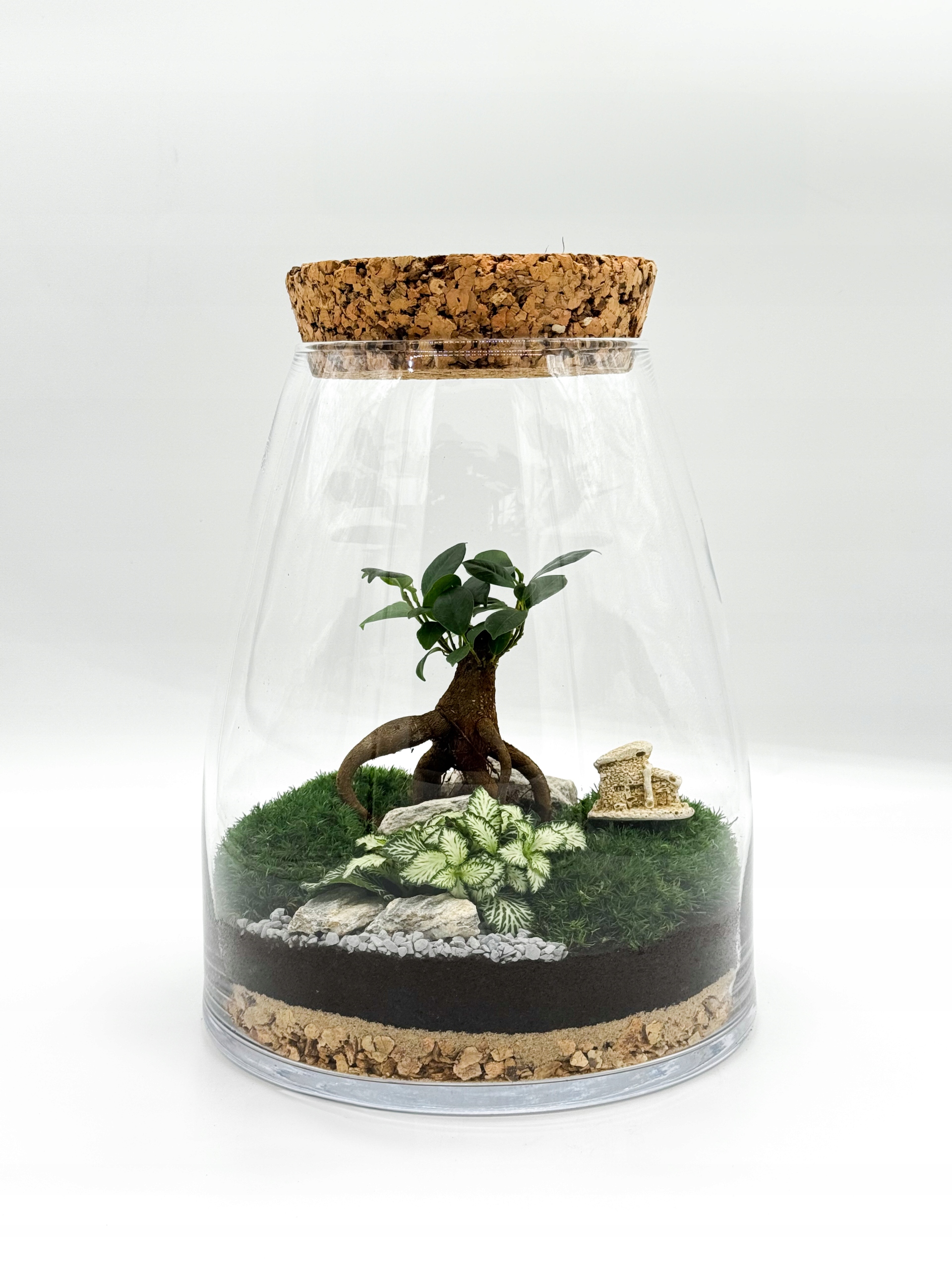 Les ve skle s fíkusem ginseng Bonsai – hotová kompozice