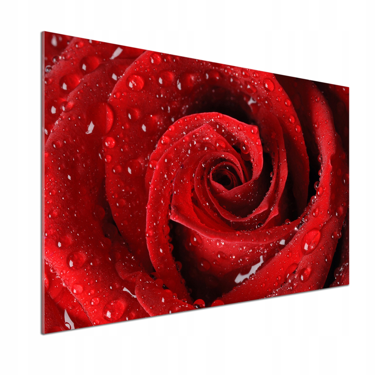 Panel do kuchyne Kvapky na ruži 100 x 70 cm Lepidlo