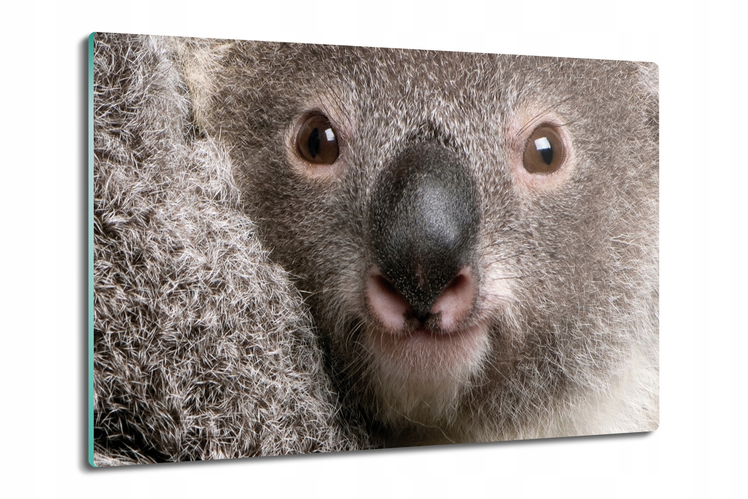 Kuchyňská deska Vál z tvrzeného skla 80x52 Medvěd koala