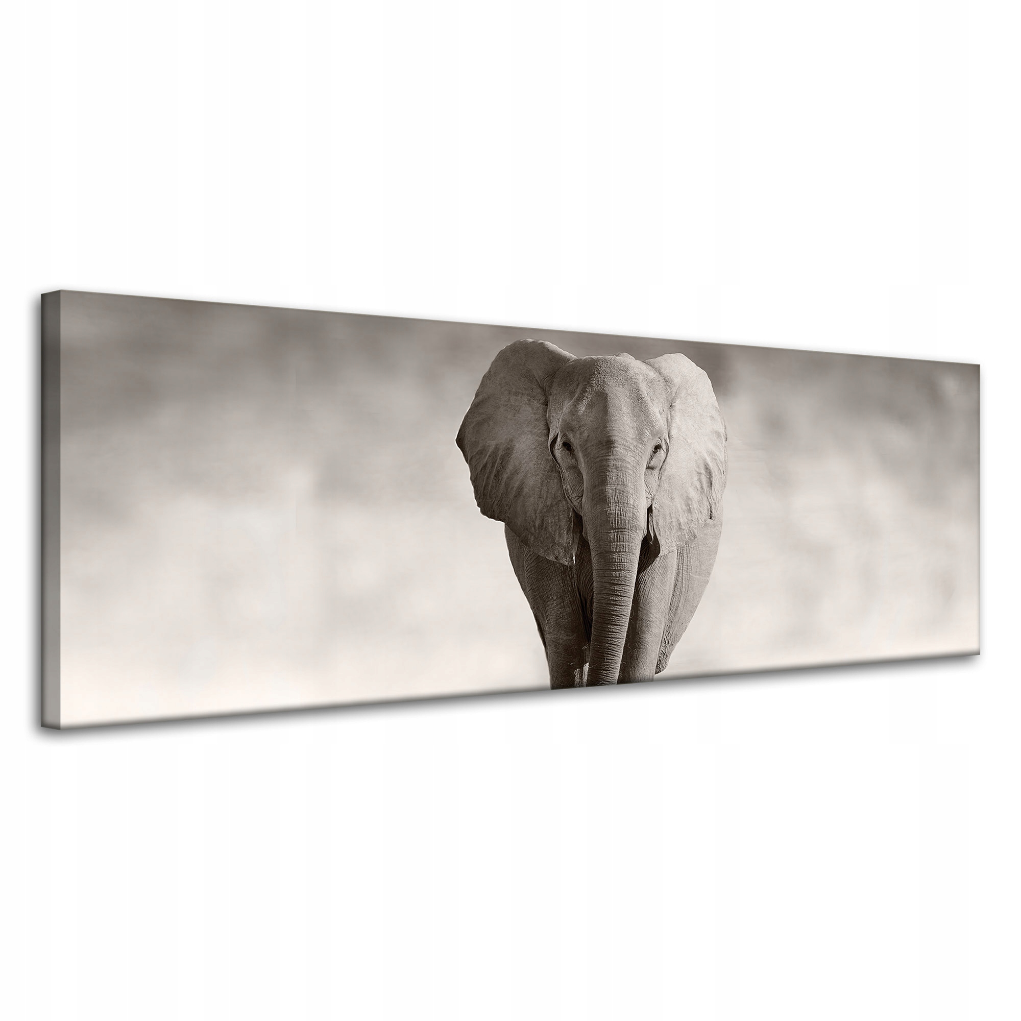 Obraz na plátně Černobílý slon pózující v Africe 120x40 cm