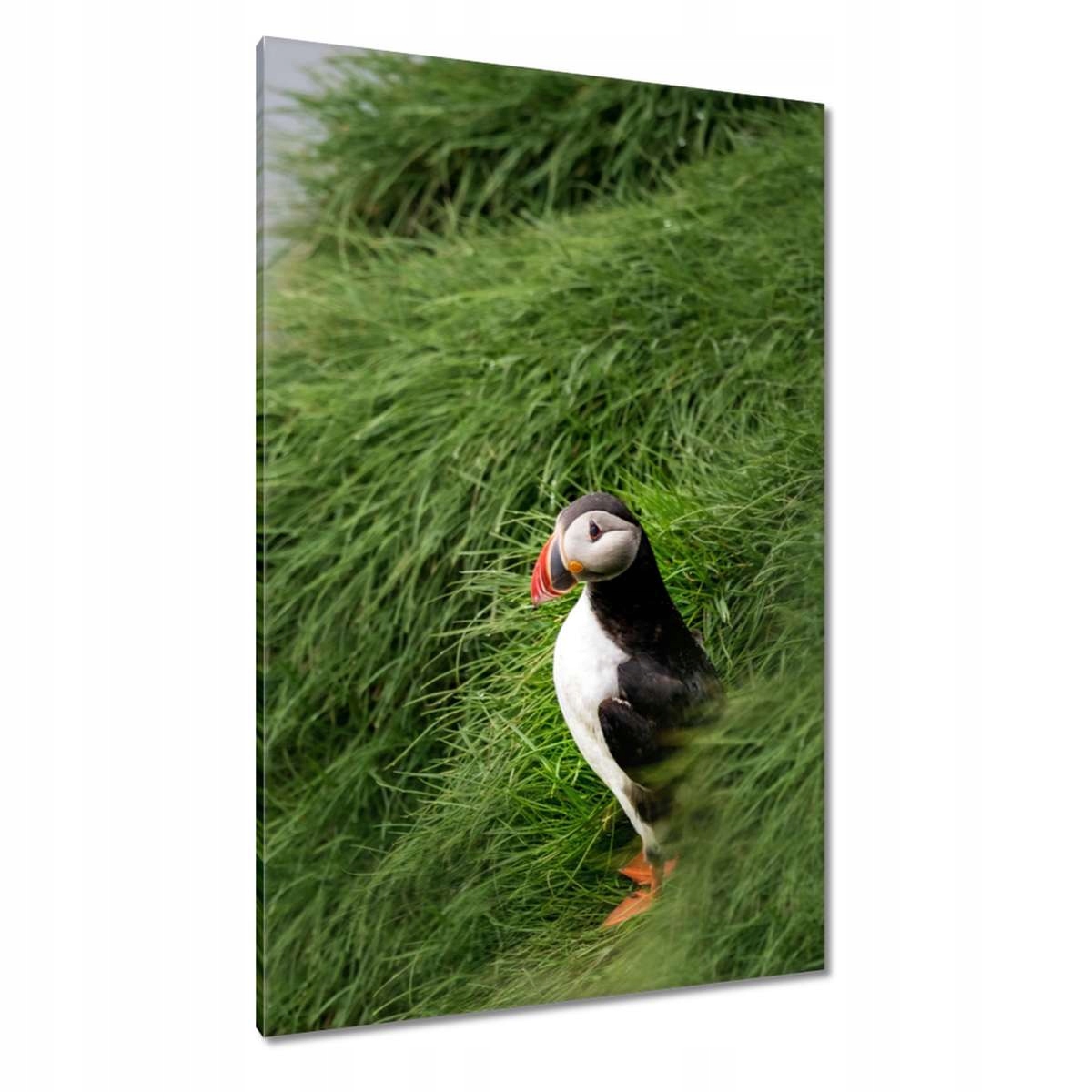 Obrazy 80x120 Ptáci