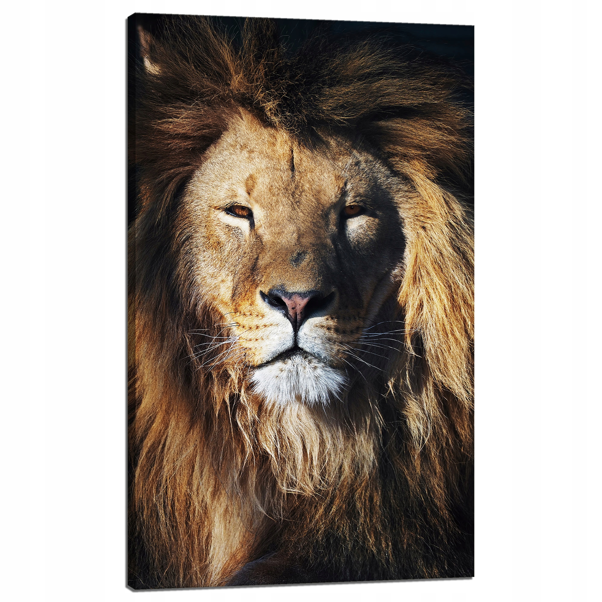 Obraz na plátně Lev Hříva Tvář Divočina 60x100 cm
