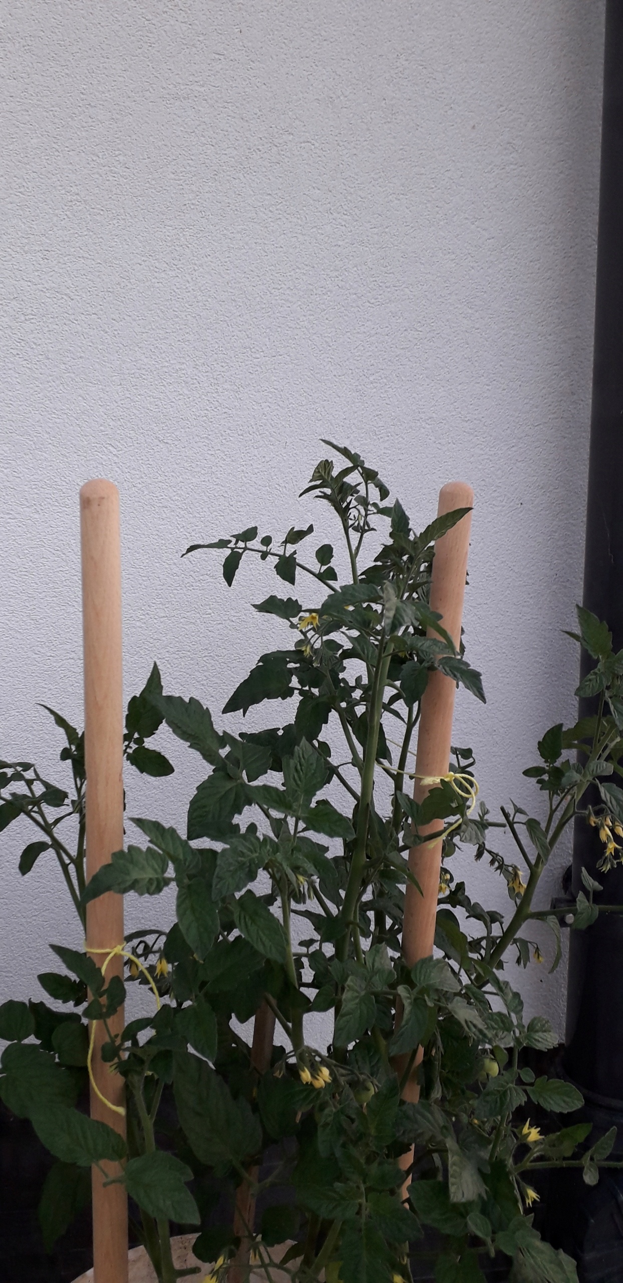

Podpórka roślin warzyw pomidorów 70 cm 22 mm 2 szt