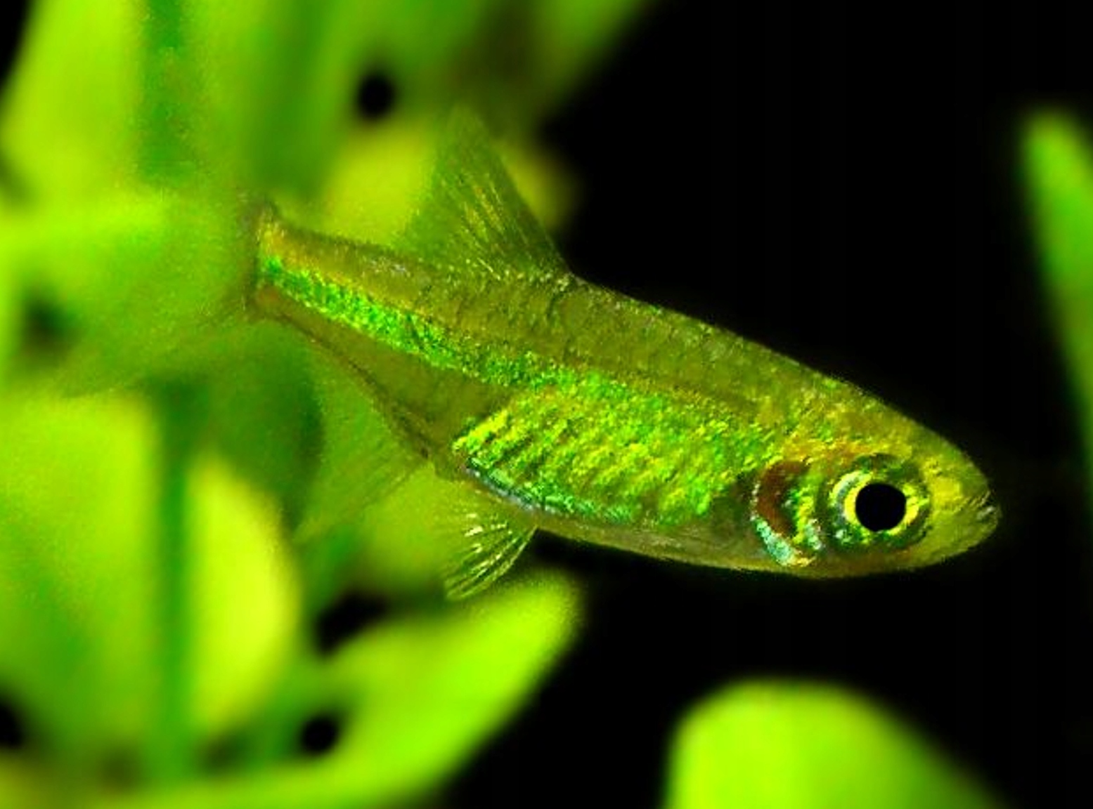 Microrazbora kubotai - Microdevario - Rasbora