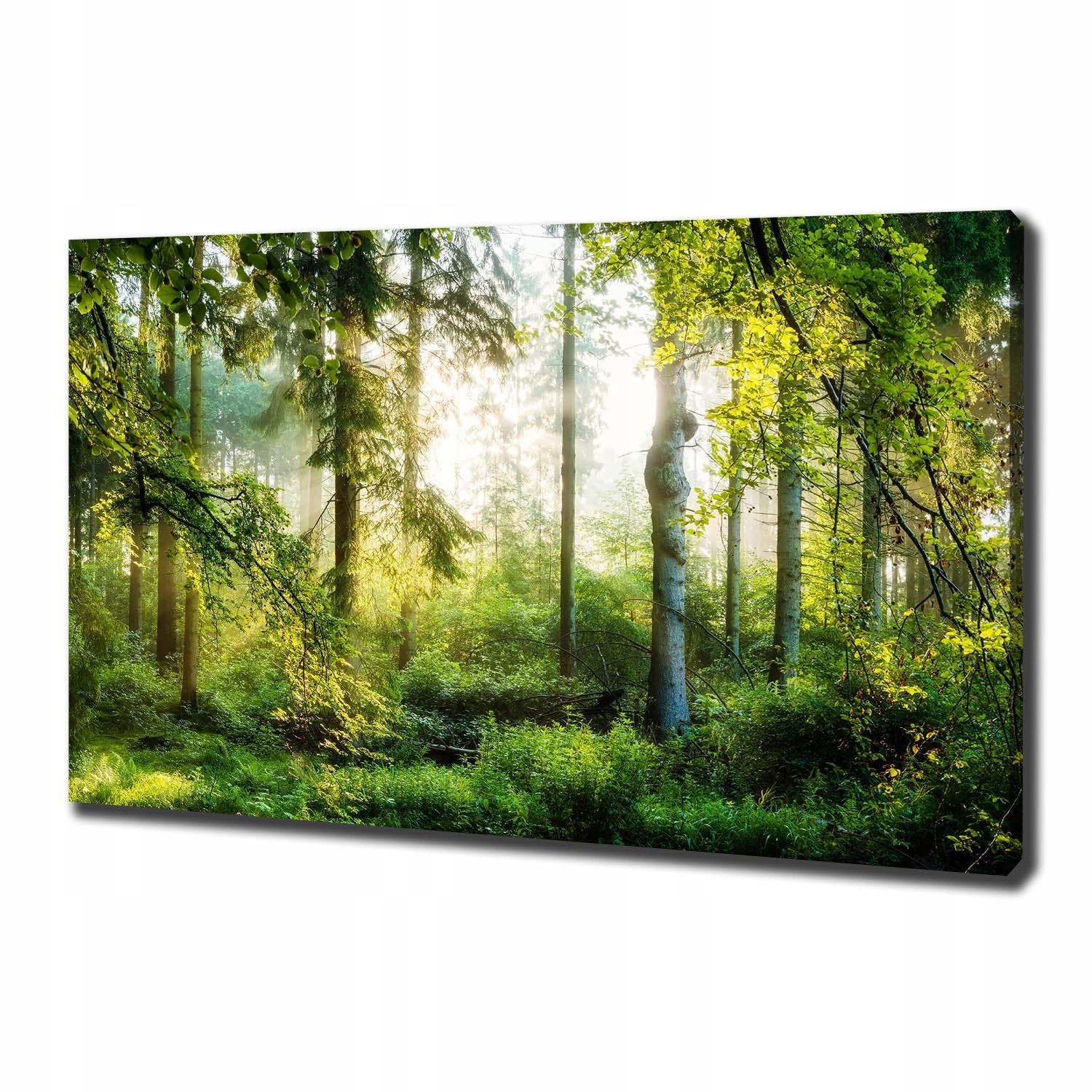 

Foto obraz na płótnie Poranne słońce las 100x70 cm