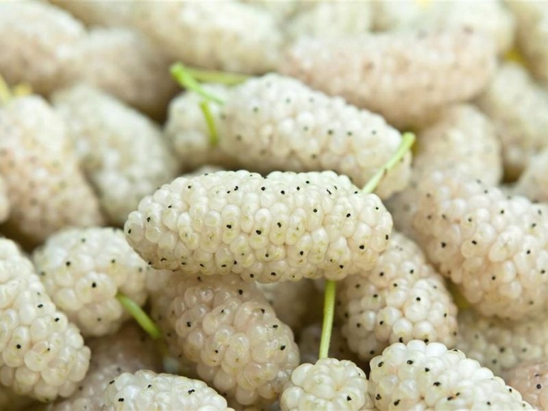 ШЕЛКОВИЦА БЕЛАЯ (MORUS ALBA) - 50 СЕМЯН