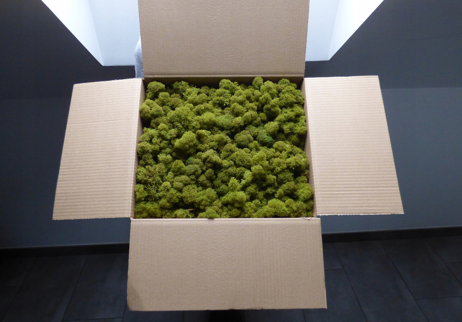 Mech Chrobotek Naturalny PREMIUM Karton 600g Forma w kartonie