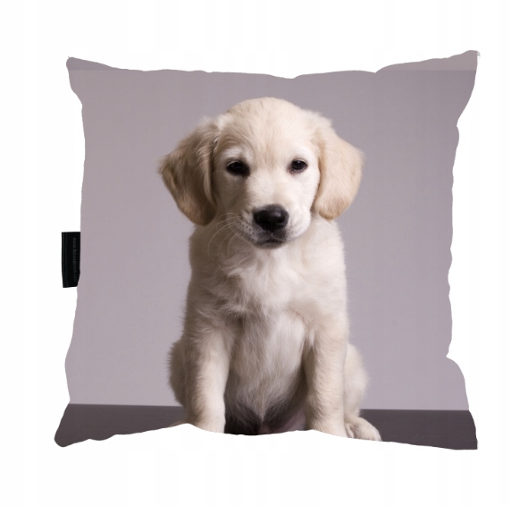 

Poduszka Psem Labradorem Biszkopt idealny