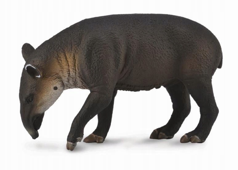 

Tapir Cielę Bairda