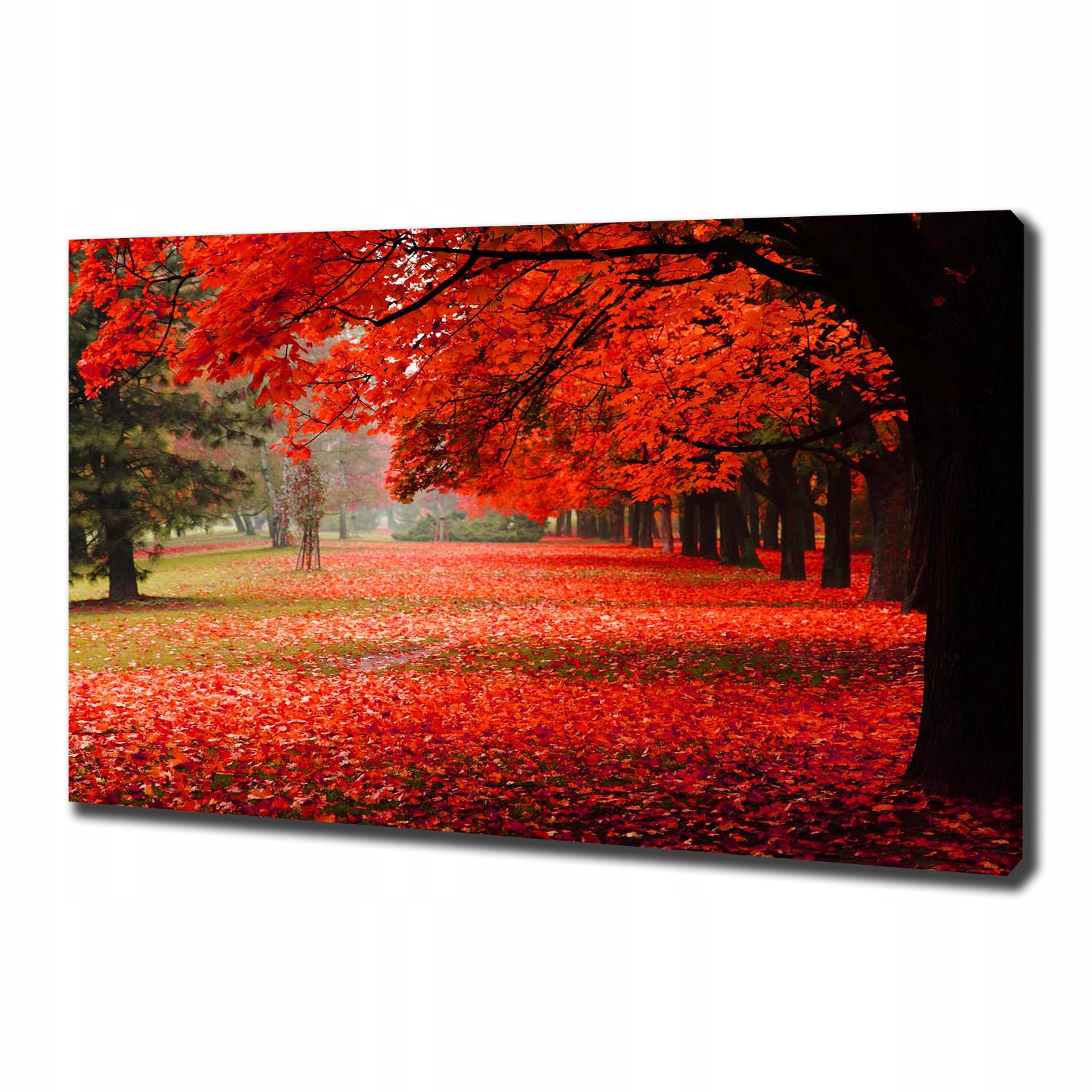 

Foto obraz na płótnie Drzewa jesienią 100x70 cm