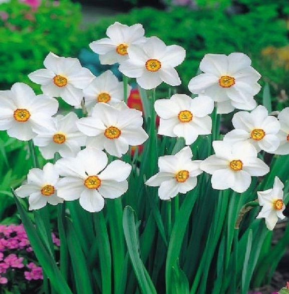 NARCYZ PACHNĄCY ACTAEA 5 SZT CEBUL .