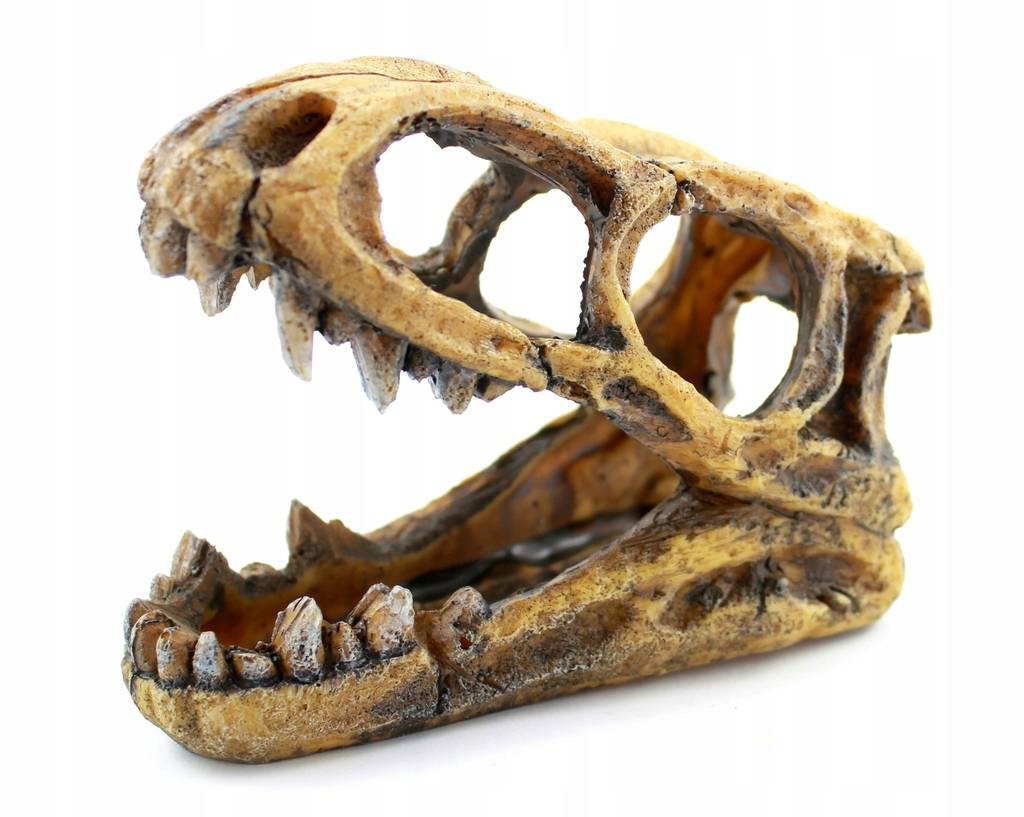 

Czaszka Dinozaura mała 10cm