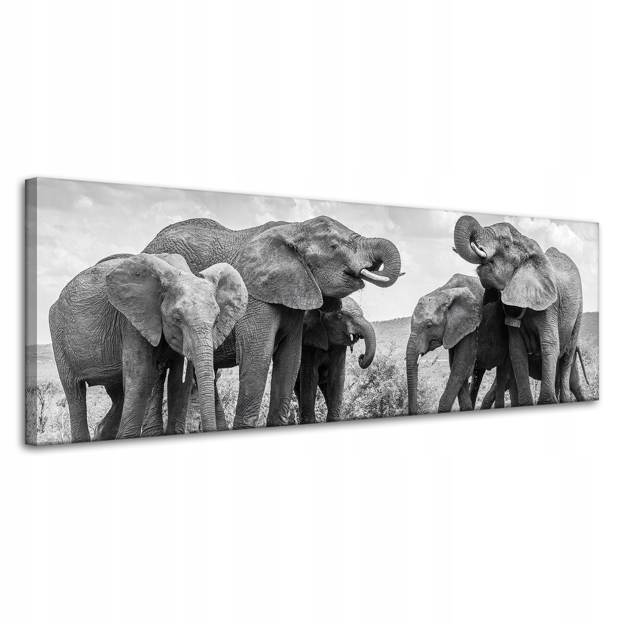 Obraz na plátně Sloni u vody Šedá příroda 120x40 cm