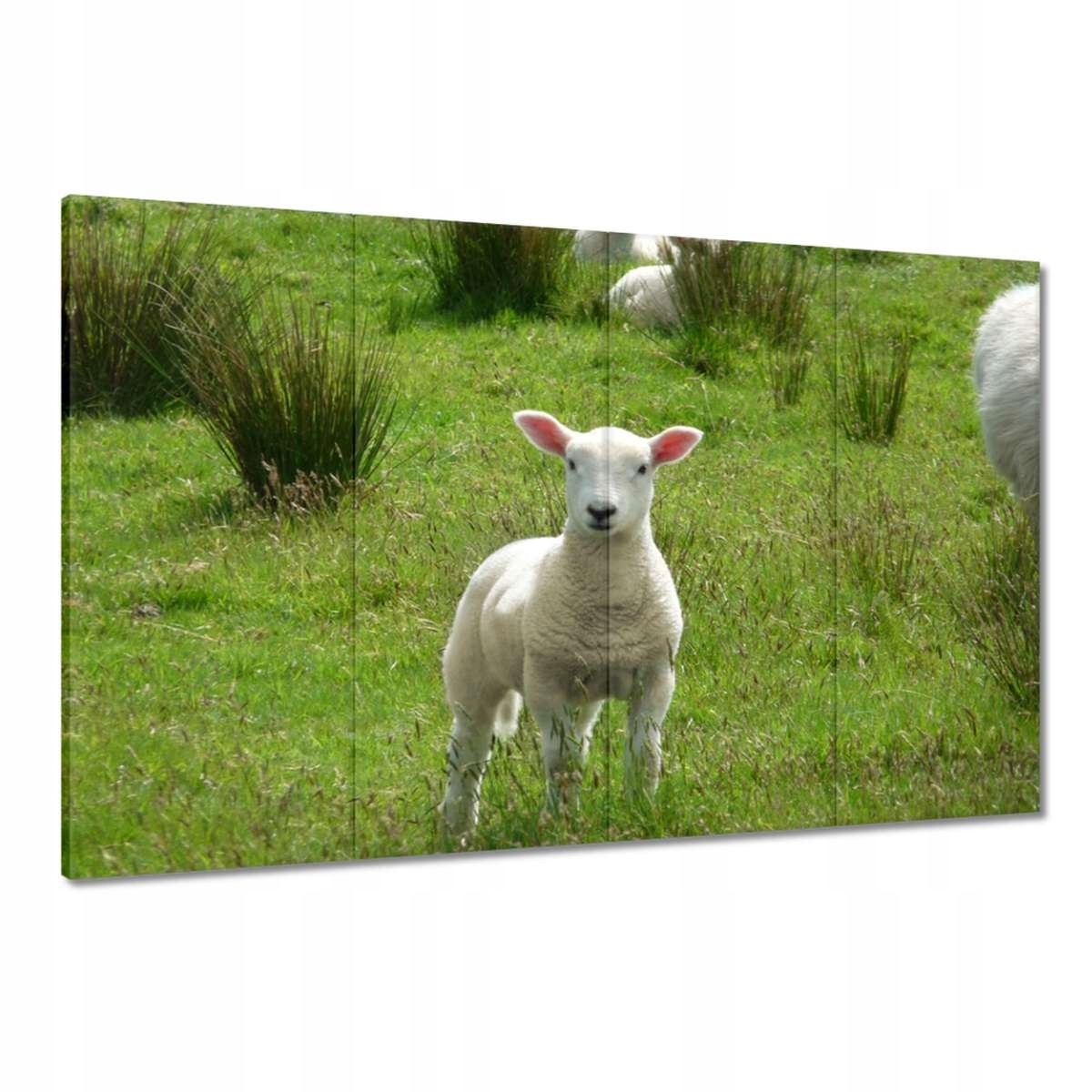 Obrazy 120x80 Vypasování ovcí Ovečky Ovce