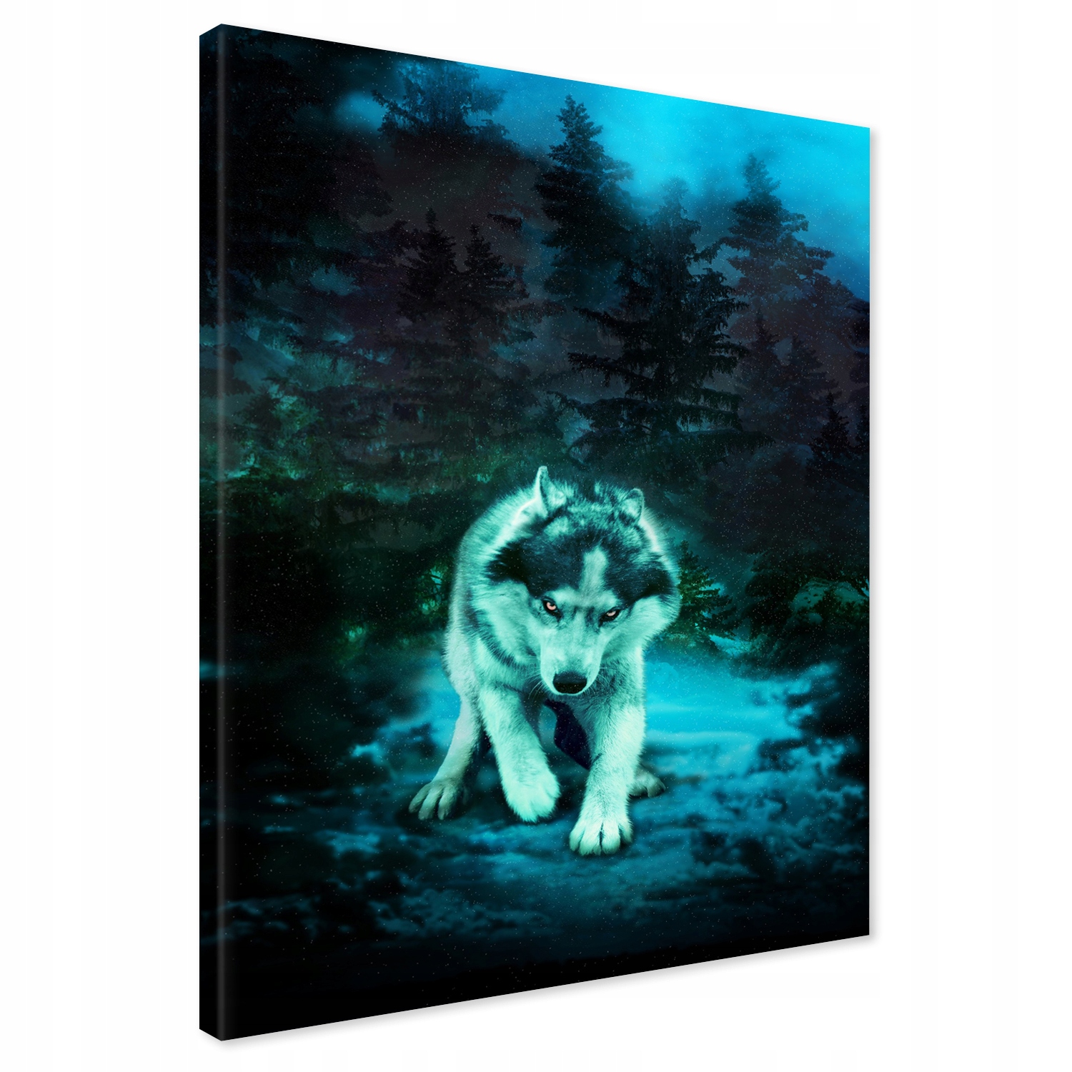 

Obraz na płótnie wilk husky 80x120