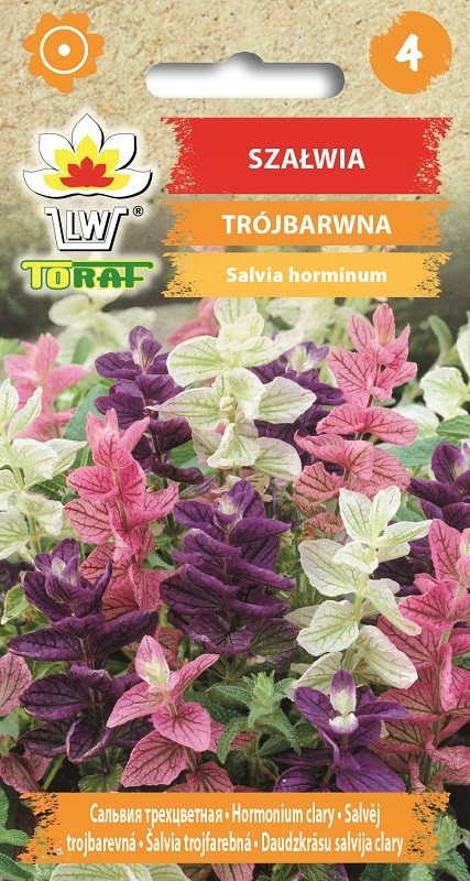 Šalvia trojfarebná - Farebné Akcenty v záhrade semená 0,5g