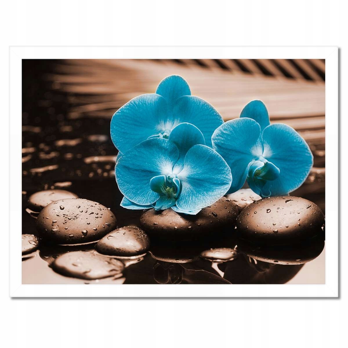 Plakáty v rámu 40x30 Tyrkysový orchidej