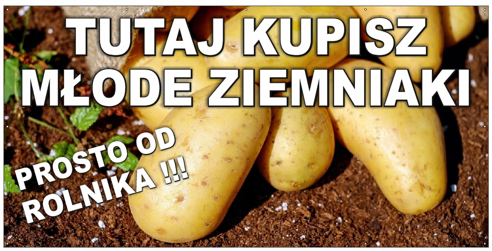 BANER ZIEMNIAKI SPRZEDAŻ ZIEMNIAKÓW MŁODE PROJEKT