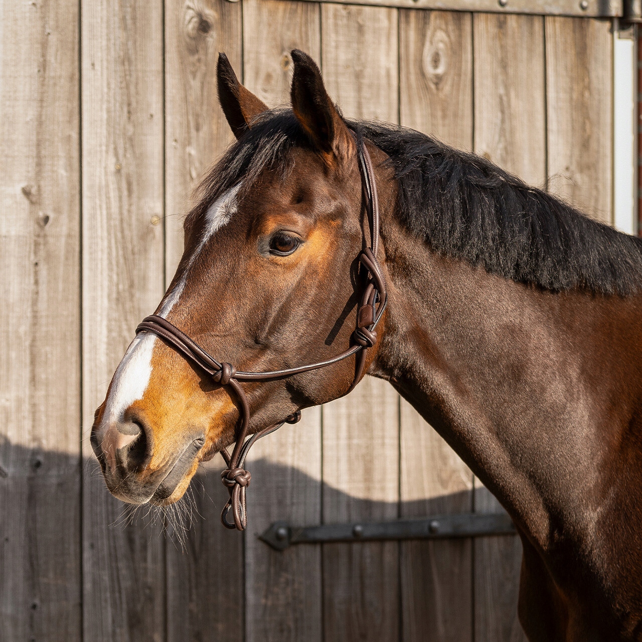 Qhp Kantar halter sznurkowy skórzany Liberta Brown