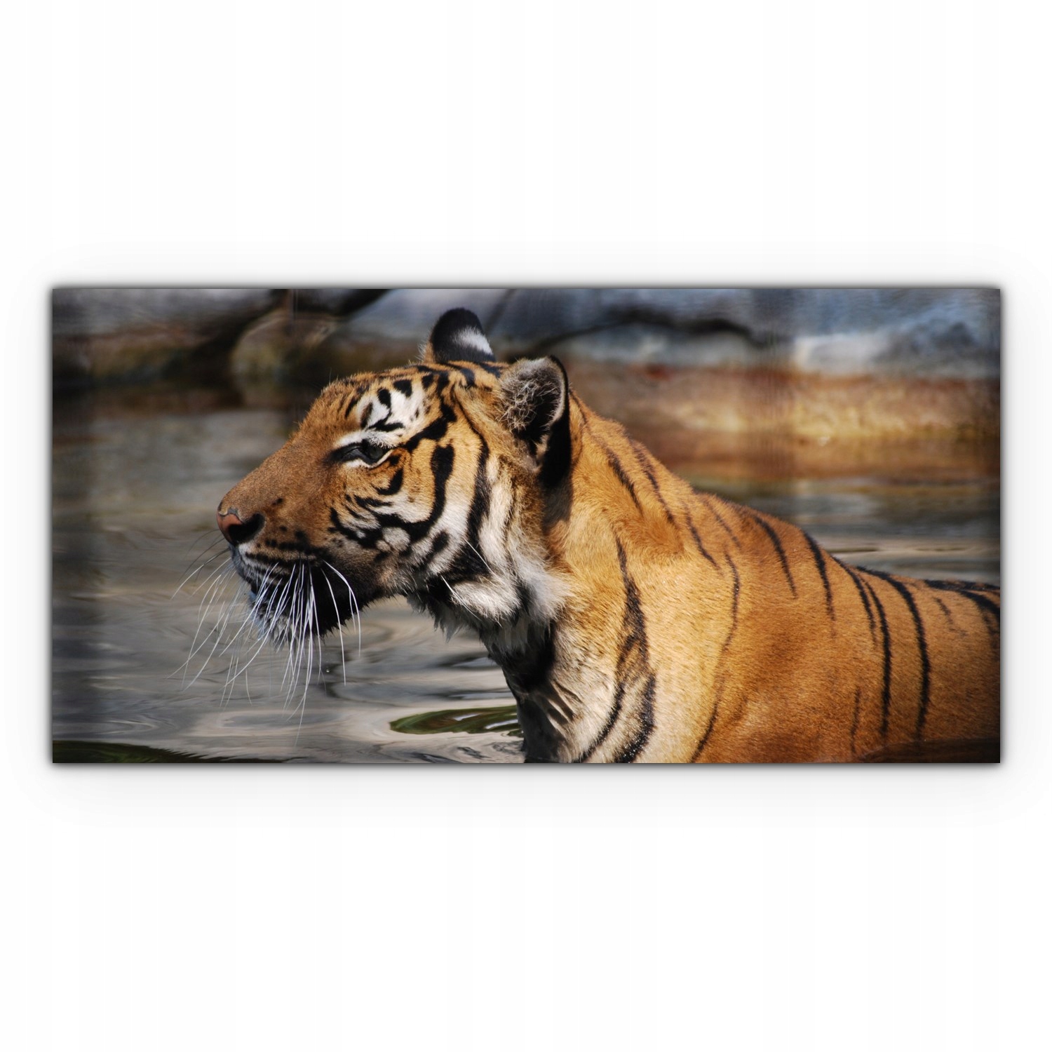 

Canvas na ramie ścienny 140x70 Tygrys Woda Zwierzę
