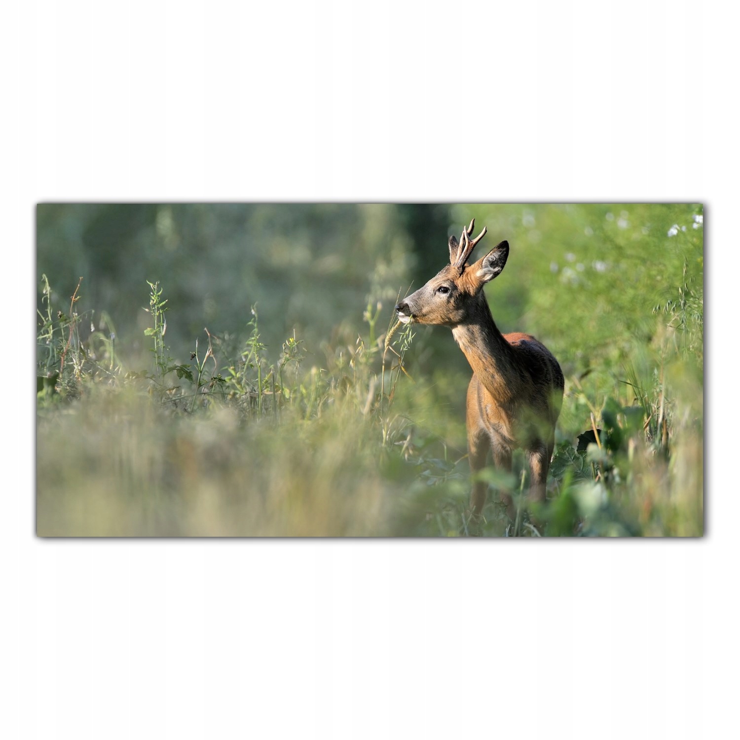 

Obraz Szklany Foto-obraz Jeleń Łąka Zwierzę 120x60