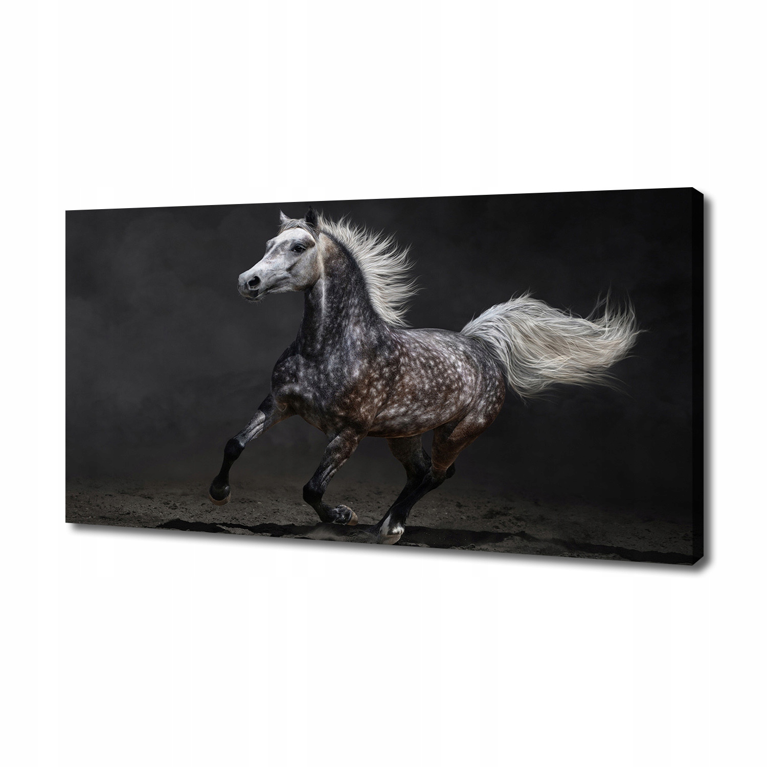 

Foto obraz na płótnie Szary koń arabski 140x70 cm