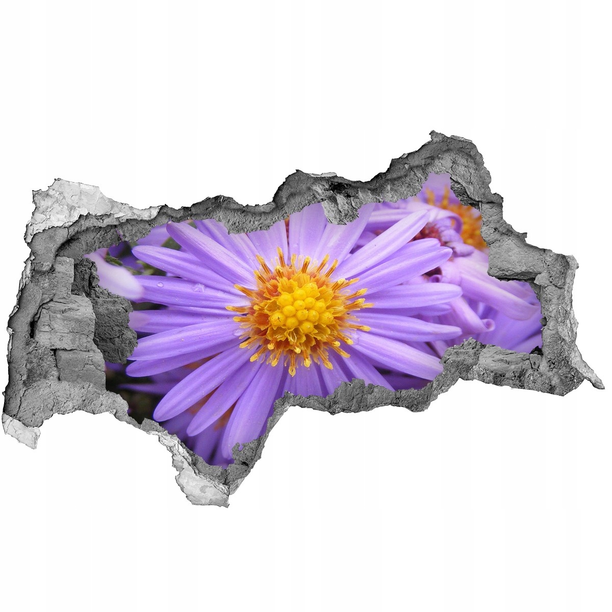 

Samoprzylepna Naklejka na ścianę fototapeta Astry