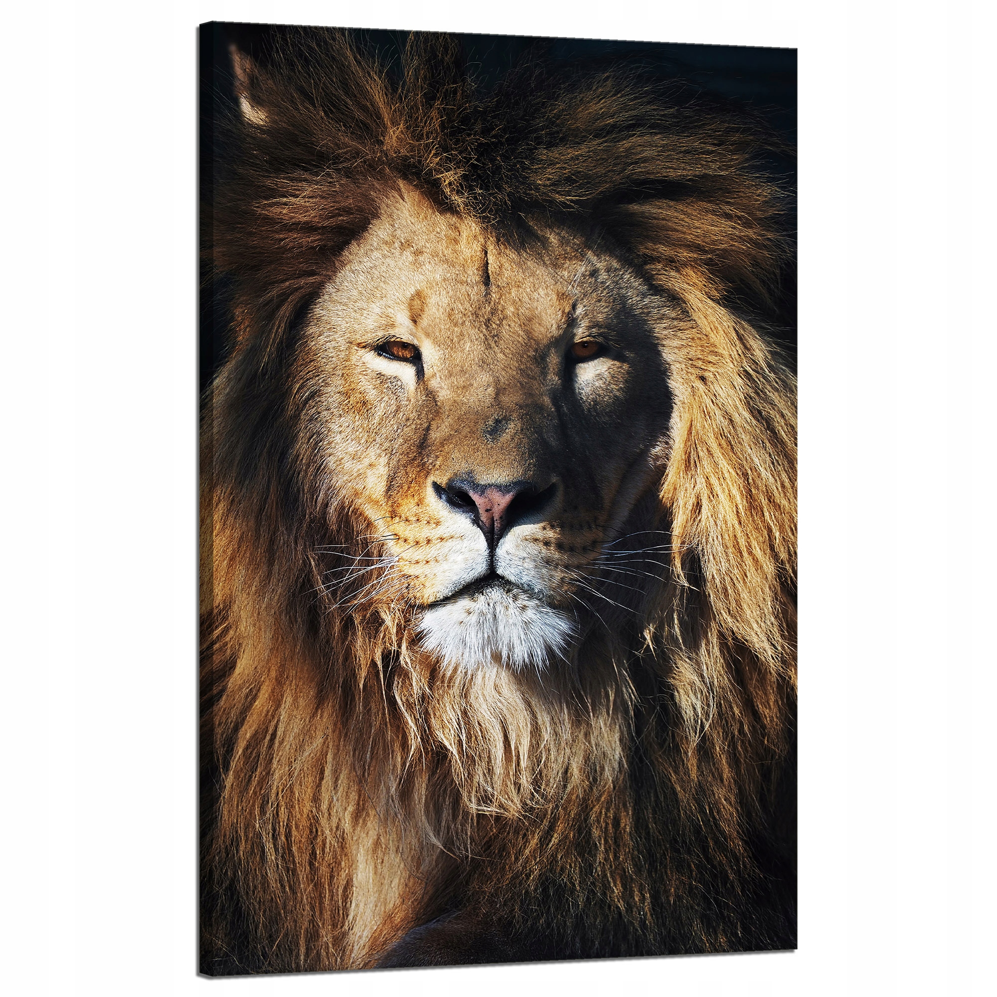 Obraz na plátně Lev Hříva Tvář Divočina 50x80 cm