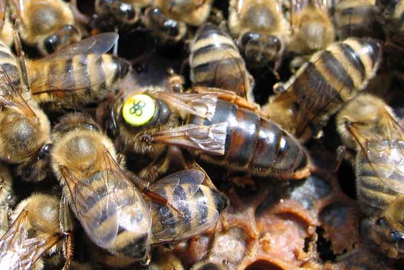 Matki Pszczele Krainka Hinderhoffer Kod producenta Krainka Hinderhoffer