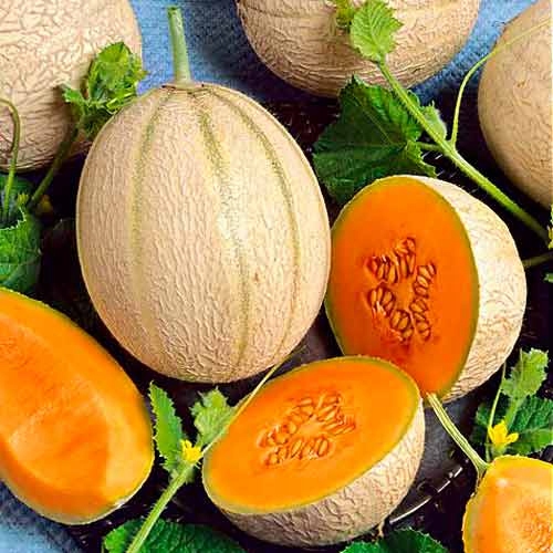 MELON EMIR F1 NAJSŁODSZY PYSZNY (5903837447008) • Cena, Opinie