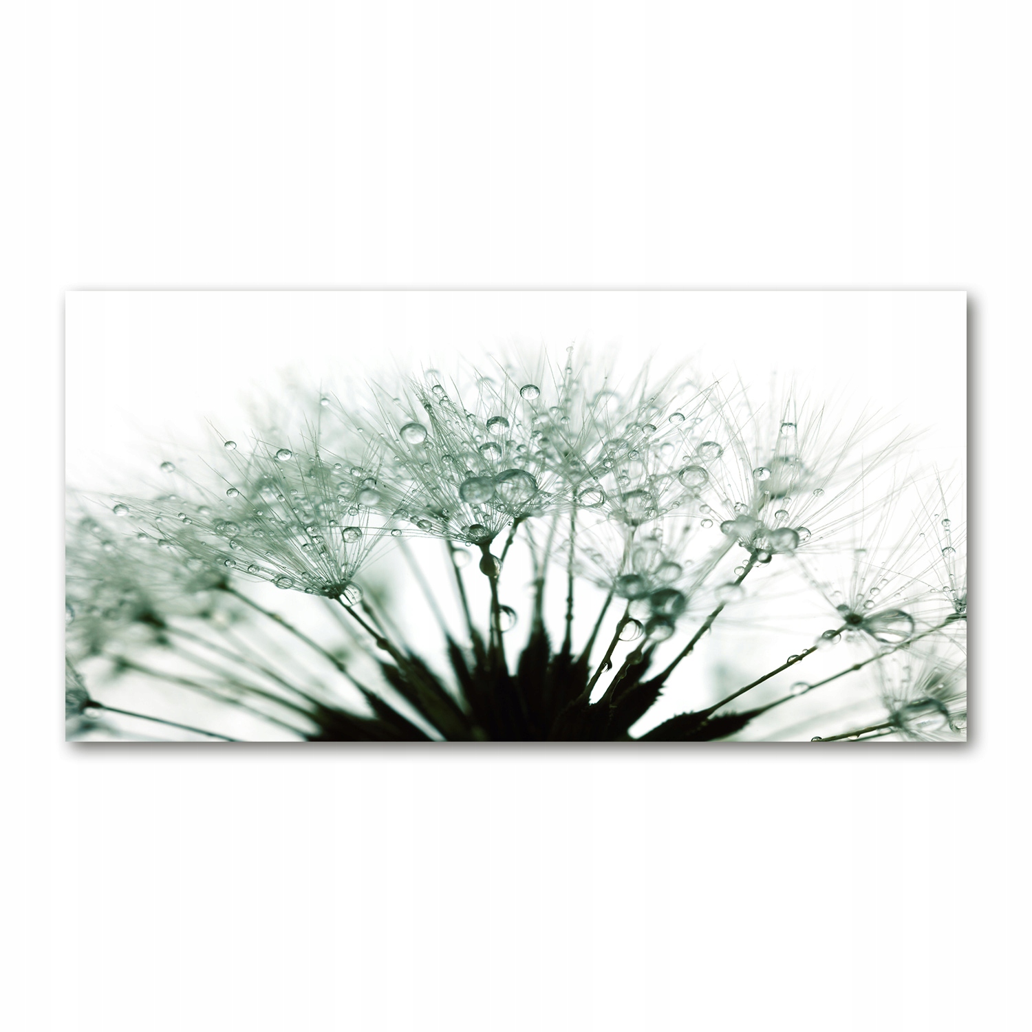 

Foto obraz akrylowy Nasiona dmuchawca 140x70 cm